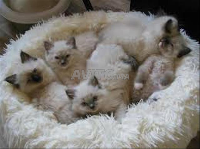 Chaton Ragdoll pur race - 2