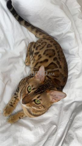 Chat Bengal mâle - 2