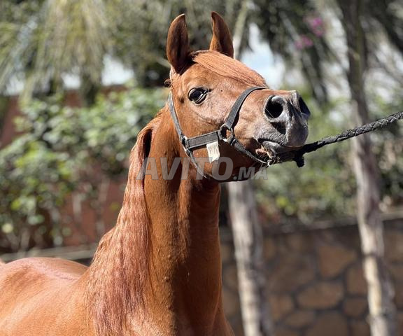 cheval pur sang arabe - 2