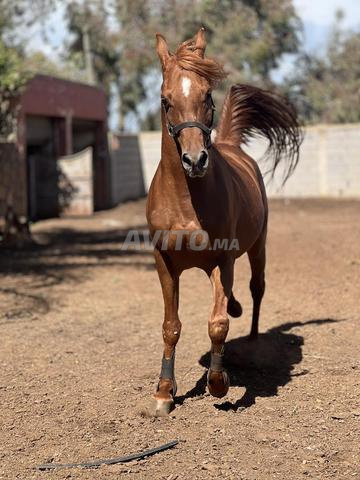 cheval pur sang arabe - 2