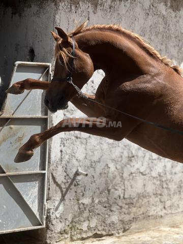 Cheval pur sang arabe - 2