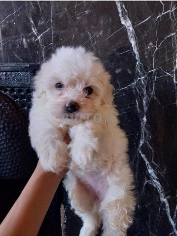 🐶 Magnifique Chiot Femelle Bichon Maltais - 2