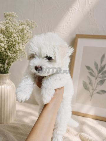 Superbe Femelle Bichon Maltais 45 Jours