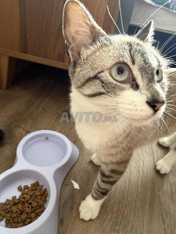 Adoption chatte sur Casablanca - 2