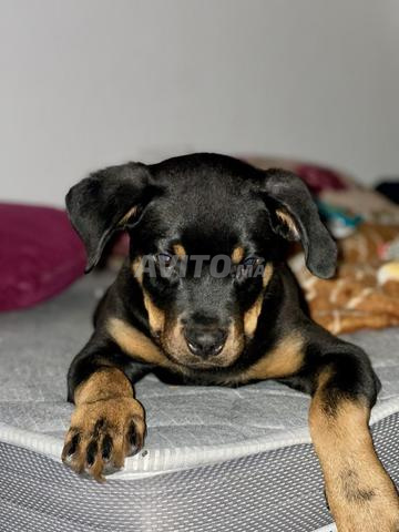 Rottweiler 3,5 mois - 2