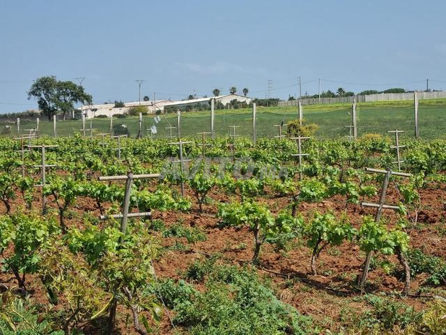 Ferme 1 H bien équipée à vendre à Skhirat