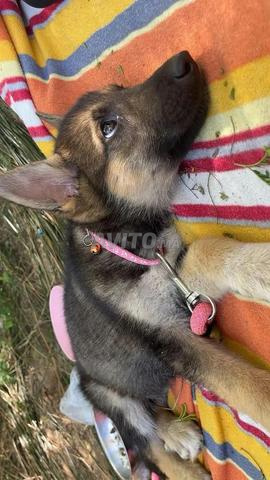 Femelle shepsky 4 mois vaccinée bien dressée - 2