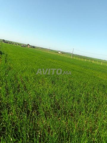 Ferme de 3 hectares (oliviers) à Benslimane - 2
