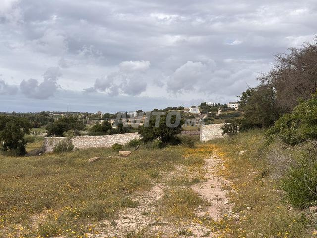 Terrain à vendre IDAOUGUERD - أرض للبيع بمنطقة أكرد - 2
