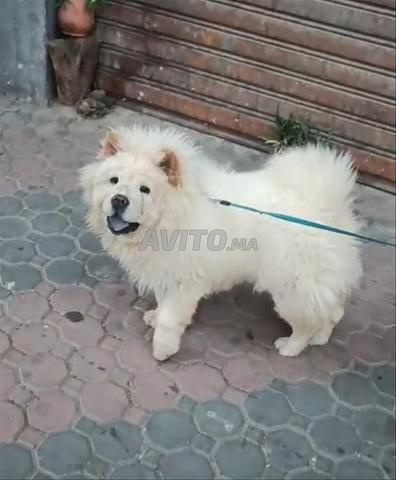 CHIEN CHOWCHOW - 2