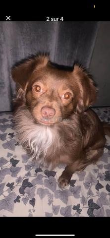 🐶 آريس يبحث عن عائلة محبة وجادة. - 2