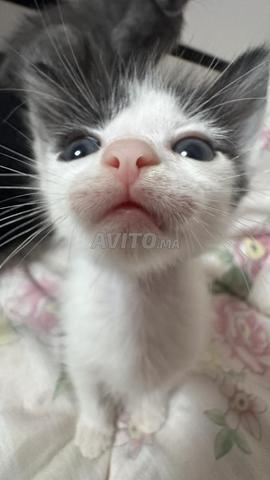 Chats à adopter gratuitement