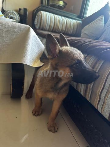 جرو مالينوا للبيع - 2