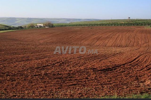 Terrain agricole à vendre titré Sidi Bettach - 2
