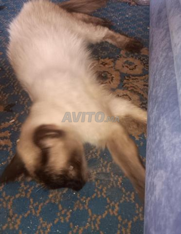 Chats (chat mâle) - 2
