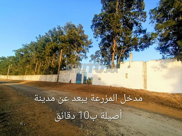 Ferme agricole, ferme agricole près d'Asilah - 2