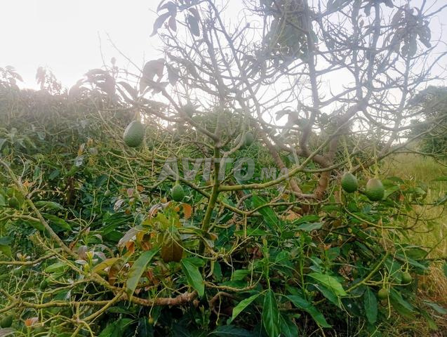 Ferme agricole, ferme agricole près d'Asilah