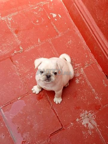 Chiot Carlin exotique mâle - 2