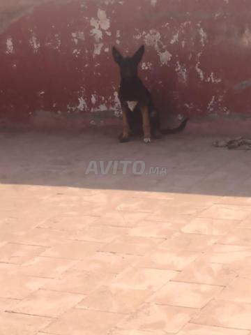 أنثى مالينوا اثنتان - 2