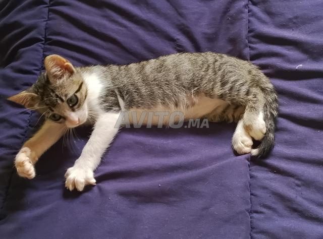 Chat à adopter