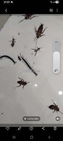 مكافحة جميع أنواع الحشرات - 2