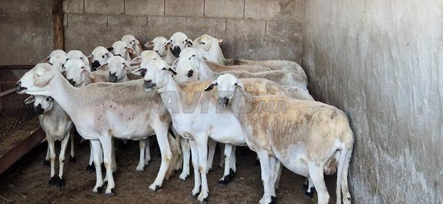 متوفر 20 نعجة كاملة، ضارة، جيدة
