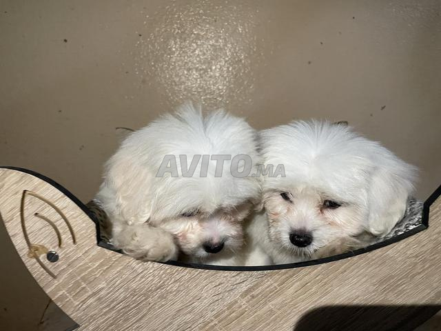 Bichon Maltais Nain - 2