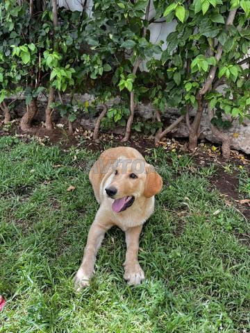 Chien dressé et vacciné
