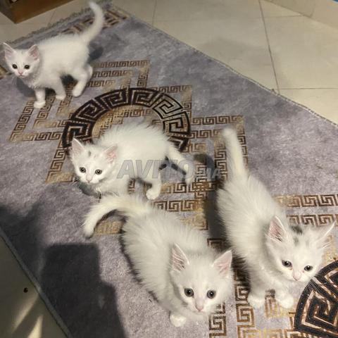 Chats persans - 2