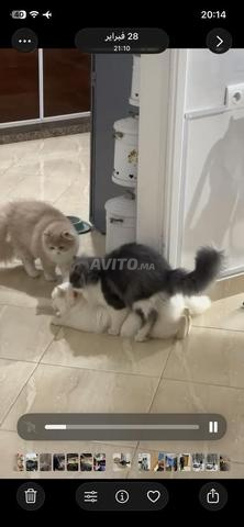 Chats persans