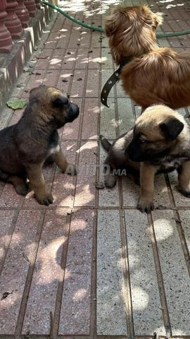 Chiots Malinois - 2