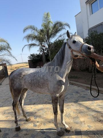 cheval pur sang arabe - 2