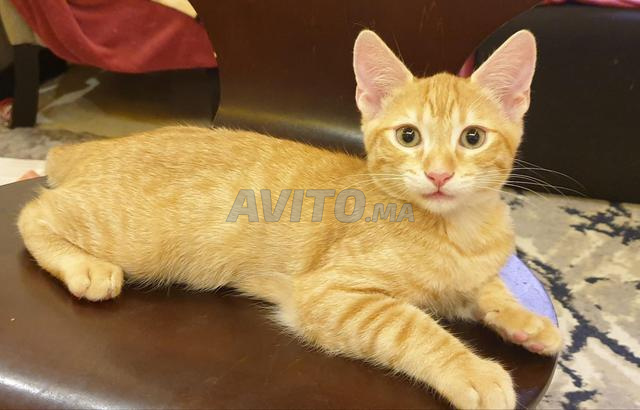 Chatons à adopter - Gratuit - 2