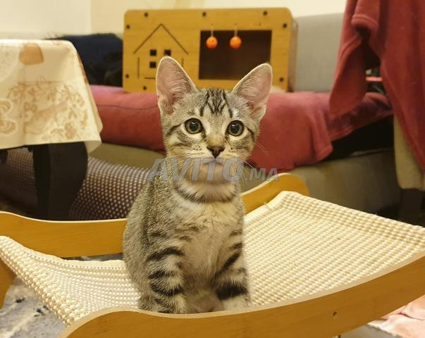 قطط صغيرة للتبني - مجاني