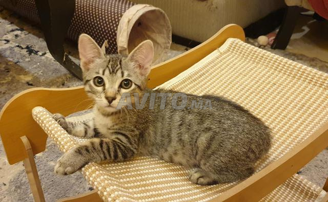 Chatons à adopter - Gratuit - 2
