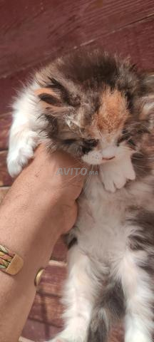 Chatte persane - 2