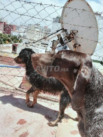 Chasse braque allemand pointer - 2