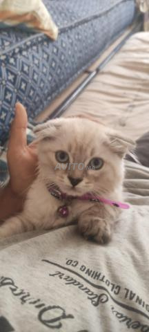 Scottish Fold yeux bleus - 2