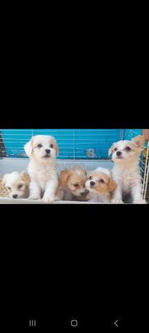 Caniche Bichon Havanais - 2