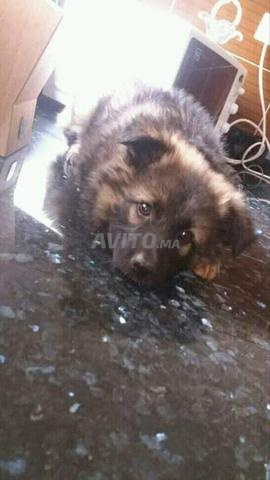Chiots berger gris - 2