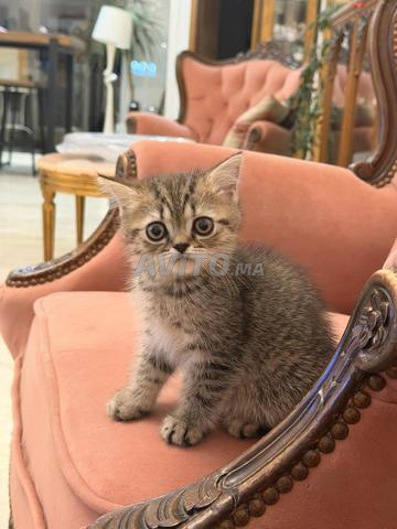 Chaton à vendre avec sa maman Scottish shorthair - 2