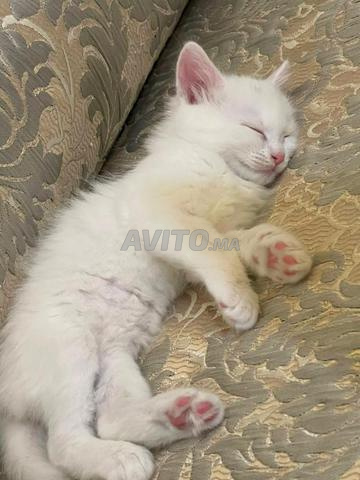 Chat persan poil long - 2