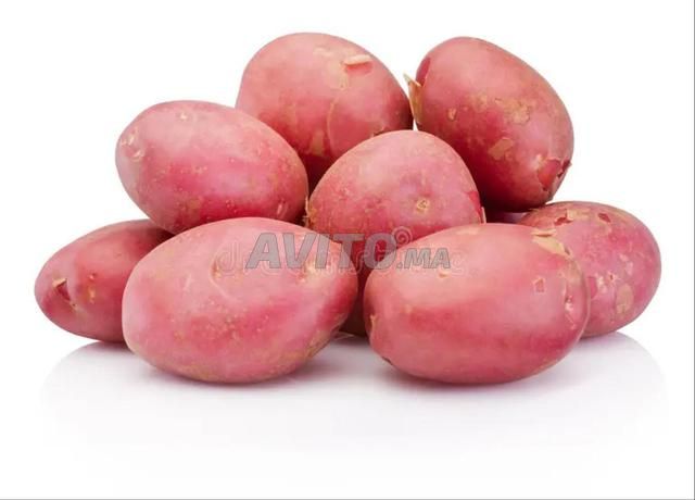 8 hectares de pommes de terre à vendre à Ouled Ziane