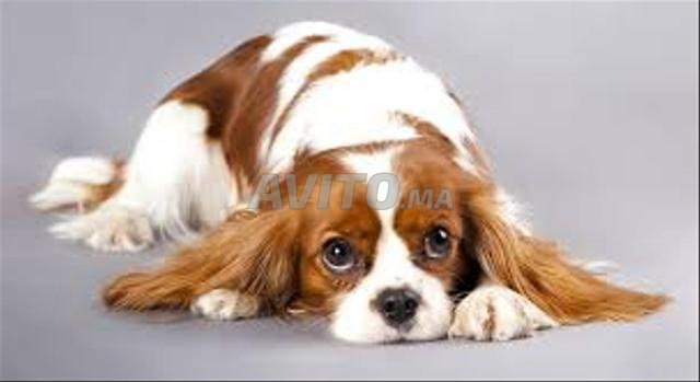 Chiot Cavalier King Charles - 2