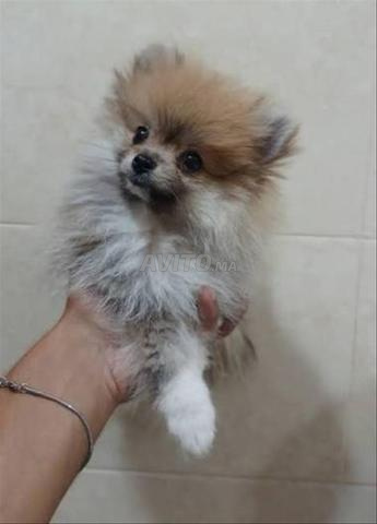 Chiot Spitz nain - 2