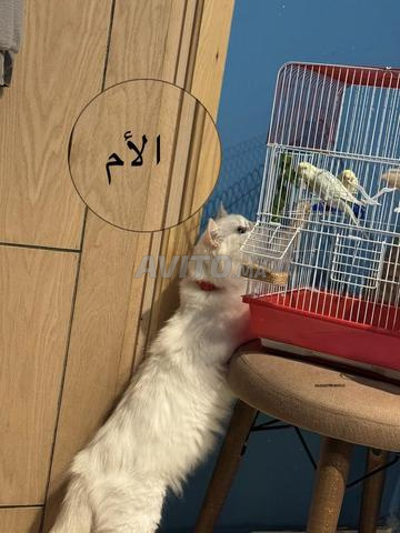 Chats persans - 2