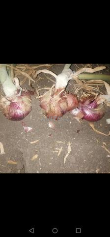 بصل حريزي ممتاز - 2