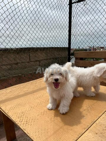 كلاب بيكشون مالطي رائع للبيع 🐶 - 2