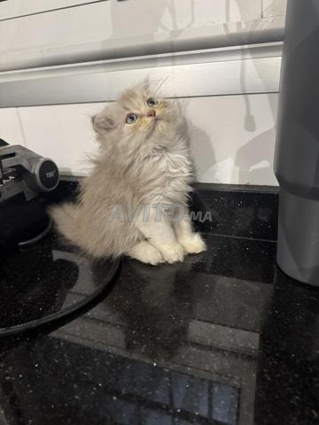 Femelle Scottish Fold Highland disponible - 2