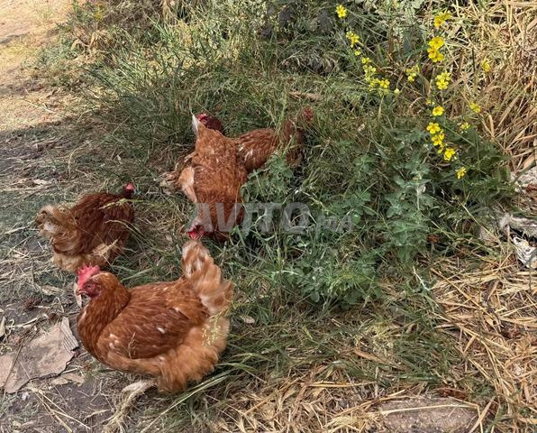 10 دجاجات مزرعة للبيع - 2